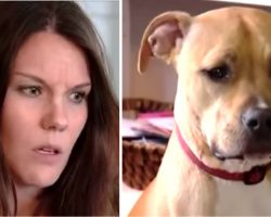 Mom Awakens To Odd Grumble From Pit Bull Prompting Her To Check Son & Discover Dogs Actions
