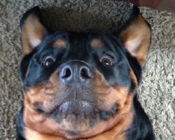 12 Things That Make Rottweilers Happy