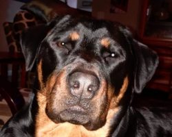 12 Reasons Why You Should Never Own Rottweilers