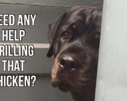 10 Best Rottweiler Memes of All Time