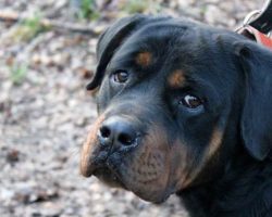 Top 10 Things Rottweilers Don’t Like