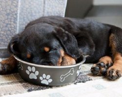 The 12 Most Awkward Rottweiler Sleeping Positions