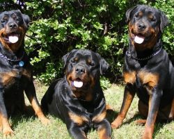 10 Reasons Rottweilers Are The Worst Breed EVER