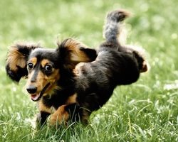 Things You Probably Didn’t Know About Rabbit Dachshunds
