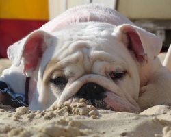 18 Things All English Bulldog Owners Must Never Forget