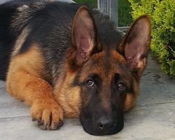 5 Problems Only German Shepherd Owners Will Understand