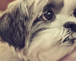 17 Things All Shih Tzu Owners Must Never Forget