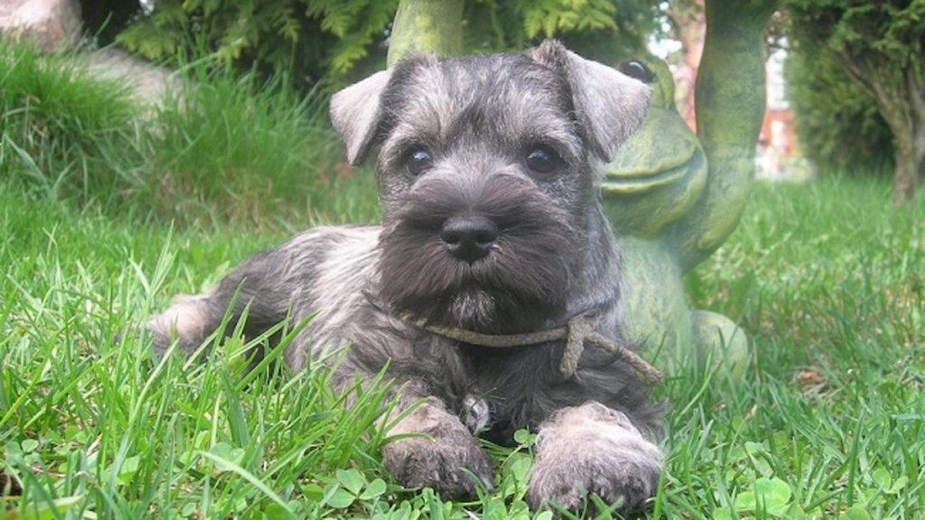 10 Best Schnauzer Dog Names