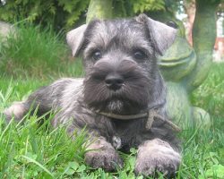 10 Best Schnauzer Dog Names