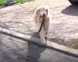 Senior Dog Grabs Leash And Takes Off Only To Have Owner In Tears Where He Goes