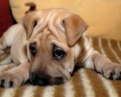 12 Realities That New Shar Pei Owners Must Accept