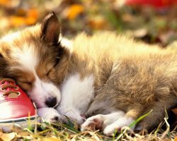 10 Reasons Why You Should Never Own Shetland Sheepdogs