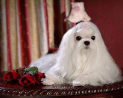 8 Facts About Shih Tzu You Didn’t Know