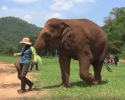 Elephant Leads Rescuer To The New Baby So She’ll Sing A Lullaby To Her