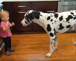 Little Girl Tries Teaching Her Gentle Giant To Sit For Treats