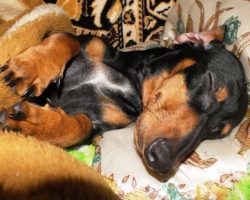 12 Realities That New Dachshund Owners Must Accept