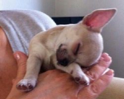 10 Hilarious Photos That Prove Chihuahuas Can Sleep Absolutely Anywhere