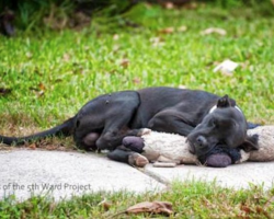The Sight Of A Street Dog Snuggling With A Toy Leads Rescuers To A Much Bigger Problem