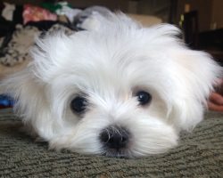 12 Reasons Why No One Should Ever Have A Maltese