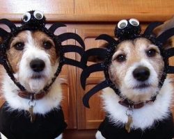 17 Costumes That Prove Jack Russells Always Win At Halloween