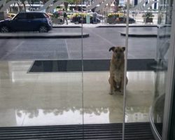 Stewardess adopts a dog after he waits for her outside her hotel every day