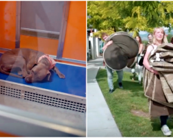 Man’s Heart Breaks When He Sees What Shelter Dogs Sleep On, Does Something About It