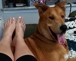 Study Finally Confirms That Dogs Are Simply Better Company Than People