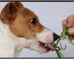 8 Vet-Recommended Superfoods You Need To Start Feeding Your Dog Now!