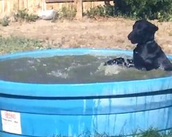 Dog Was Caught Having ‘Fun’ In The Kiddie Pool, So Dad Grabbed The Camera