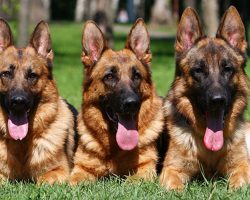 Top 10 Things German Shepherds Don’t Like