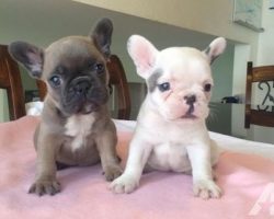 Top 10 Cutest French Bulldog Puppies