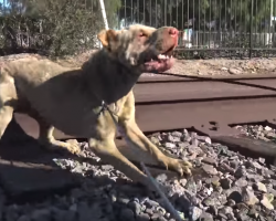 Heroes Rescue Injured Shar-Pei Living On The Railroad Tracks