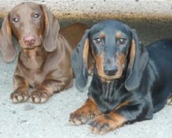 7 Cool Facts About Dachshunds