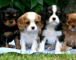 Top 10 Things Cavalier King Charles Spaniels Don’t Like