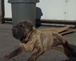 Senior Shar Pei With Swollen Face So Happy To See Rescuers