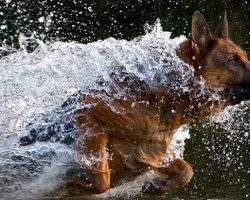 12 German Shepherds Totally Defying The Laws Of Physics