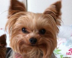 14 Things That Make Yorkies Happy