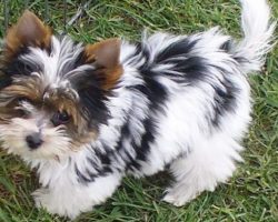 14 Unreal Yorkshire Terrier Cross Breeds You Have To See To Believe