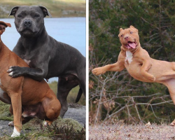 13 Photos That’ll Make You Think Differently About Pit Bulls