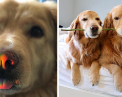 14 Pictures Of Golden Retrievers To Make Your Day A Little Brighter