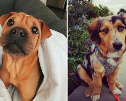 17 Of The Cutest Mixed-Breed Pups You’ll Ever See