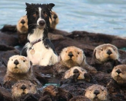 19 Animals Suffering Identity Crises Who Are Adorably Confused