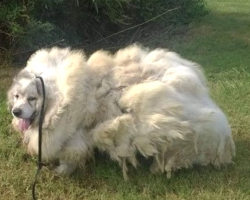 Dog Gets 35 Pounds Of Fur Cut Off After Being Locked In A Barn For Who Knows How Long