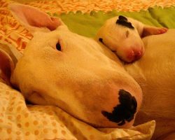 14 Reasons English Bull Terriers Are The Worst Indoor Dog Breeds Of All Time