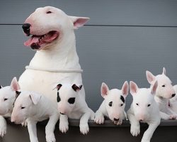 Top 10 Things English Bull Terriers Don’t Like