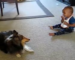 Excited Dog Makes Baby Laugh Uncontrollably! It’s The CUTEST Thing Ever!