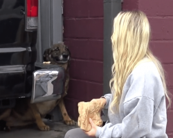 Homeless German Shepherd Cries Like A Human During Rescue, But Look At Her Today!