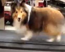 [Video] Dog Gets Caught Cheating During Workout