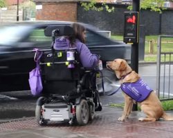 Super Dog Is Disabled Woman’s Carer