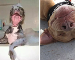 27 Pics Of Terrifying Pit Bulls To Scare The Pants Off Of You
